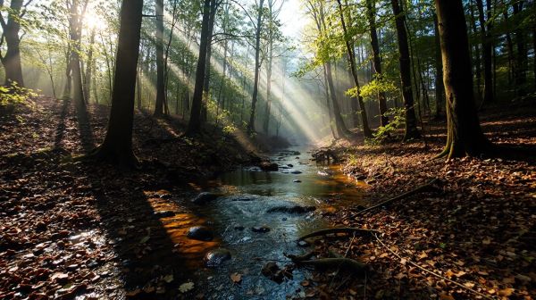 Les meilleures expériences de chasse en plein air en France